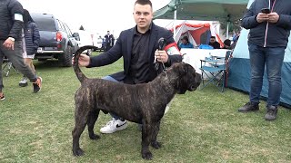 Expozitie canina internationala Dumbraveni Sibiu  25 Martie 2023 Nou [upl. by Nodnyl]