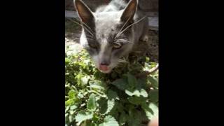 🐱 Gato visitante descubre un Edén de Catnip 🌺 Catnipargentina [upl. by Nirra424]