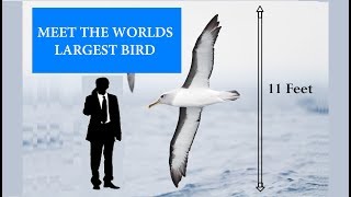 Meet the Worlds Biggest Flying Bird  Albatross [upl. by Aloibaf326]