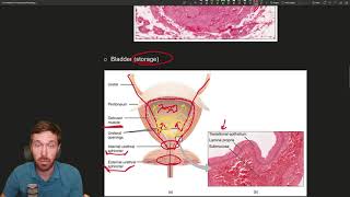 Unveiling the Urinary System Structures Functions and Urine Formation [upl. by Nacul]