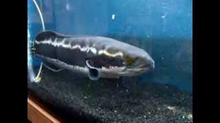 Giant Snakehead Eating With Speed of Light [upl. by Enerol]