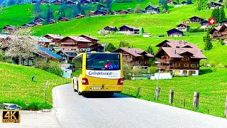 Grindelwald  Most beautiful village In Switzerland 🇨🇭 Dandelion Flowers [upl. by Blankenship]