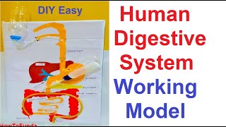 human digestive system working model for science fair project  DIY at home  howtofunda [upl. by Ormiston]