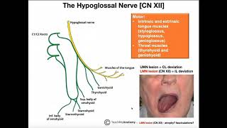 Hypoglossal Nerve  Structure and Physiology [upl. by Goodden656]