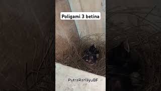 Ternak muray sistem poligami 3 betina poligamimurai ternakmuraibatupoligami [upl. by Christian]