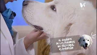 Enamórate del Gigante de los Pirineos un perro realmente grande [upl. by Ennazor]