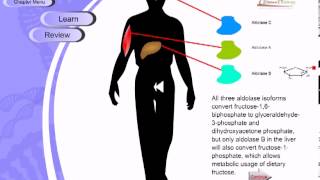 Glycolysis [upl. by Dudden868]