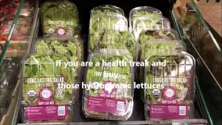 REPLANT THOSE ROOTS How to replant and regrow hydroponic lettuces for harvest in 4 weeks [upl. by Kamal]