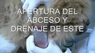 CASO CLINICO DRENAJE DE ABCESO EN PERRO [upl. by Nyrret]