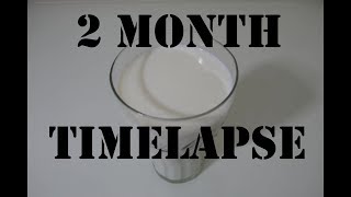 Rotten Milk Timelapse 2 Months [upl. by Ransome]