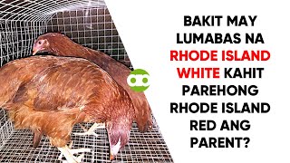 Bakit May Lumabas na Rhode Island White Kahit Parehong Rhode Island Red ang Parent [upl. by Yditsahc507]