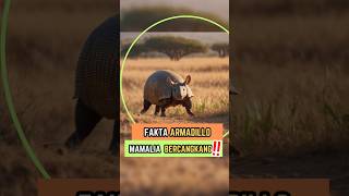 Fakta Armadillo Mamalia Bercangkang‼️shorts faktaunik armadillo [upl. by Clea]