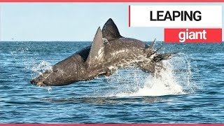 Basking shark filmed leaping out of the water off the Irish coast  SWNS TV [upl. by Marinna]