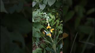 Crotalaria juncea L Fabaceae family nature flowers flora garden flower gardenflower forest [upl. by Emmye]