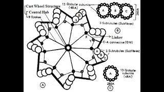 Centrioles  Structure and functions of centrioles  Centrosome [upl. by Aehtla]