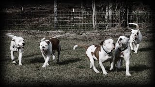 PART TWO  EXCLUSIVE INTERVIEW  BRUCE HUFFMASTER  AMERICAN BULLDOG BREEDER [upl. by Ainsworth]