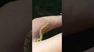 How to Identify an Inchworm  Florida Botanical Garden [upl. by Sassan]