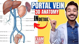 portal vein anatomy 3d  tributaries of portal vein anatomy  anatomy of portal vein branches [upl. by Yerac]