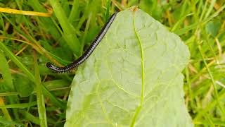 Snake Millipede encounter UK wild nature countryside outdoors [upl. by Sukramal]