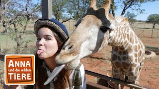 Die Zunge der Giraffe  Reportage für Kinder  Anna und die wilden Tiere [upl. by Arbuckle87]