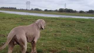 Weimaraner sneak attack [upl. by Fredel]