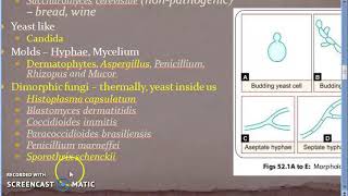 Microbiology 577 b Fungal Diseases Mycosis Superficial Sub cutaneous Systemic Opportunistic [upl. by Glasgo83]