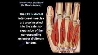 Interosseous Muscles Of The Hand Anatomy  Everything You Need To Know  Dr Nabil Ebraheim [upl. by Ania]