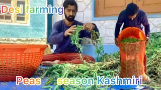 Maatar ka season start 😌  Kashmiri zamindari  village life sajusabr [upl. by Conte]