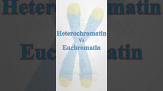 ChromatinHeterochromatinEuchromatin biology science youtubeshorts neetbiology pgtbio csir [upl. by Bury]