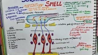 Sensation Of Smell Olfactory Pathway  Physiology [upl. by Maggie]