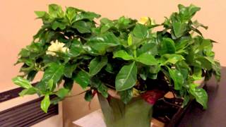 Amazing simple trick to grow Gardenia indoor successfully [upl. by Krid58]