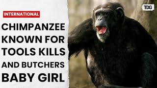 Famous chimpanzee snatches 8monthold baby from her mothers arms kills her [upl. by Gauntlett954]