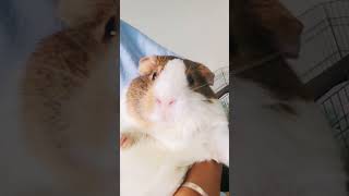 Fluffy Nucita animalbehaviour cavy pet guineapig cuteanimals cavycuteness guineapigs [upl. by Korwun]