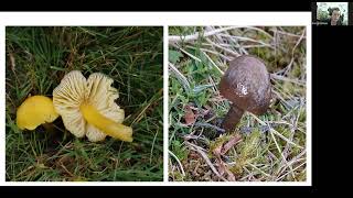 Green Connections  Waxcap Grasslands Talk by Emma Williams [upl. by Rodolphe734]