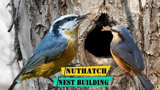 Red Breasted Nuthatch Nest Building Facts [upl. by Ahsyekat]