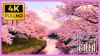 💦🌸 4K BOSQUE Japones en PRIMAVERA ▶ Sonido de las FLORES de CEREZO o SAKURA 🌺🍃 8 HORAS [upl. by Cela355]