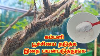 கம்பளி பூச்சி தடுப்பு முறை  insect control  terrace garden  how to distroy Caterpillar [upl. by Hcirdla]