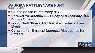 Waurika Rattlesnake Hunt in full swing this weekend [upl. by Shelman291]