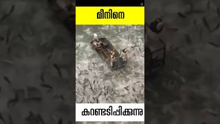 ഷോക്കടിച്ചു പൊങ്ങുന്ന മീനുകൾ electrofishing malayalam facts shorts [upl. by Rosemary]