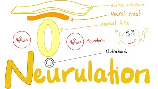 Embryology of Nervous System  Neurulation  Neural Tube amp Neural Crest [upl. by Bohaty91]