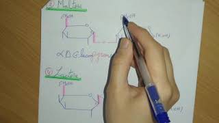 ✅ Biochimie Les Glucides Partie 5 Les Osides  La Nomenclature [upl. by Kordula]