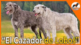 El cazador de Lobos Irish Wolfhound 🐺🍀Loberoirlandés irishwolfhound [upl. by Norrahc]