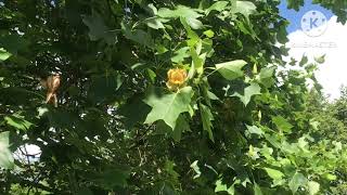 The incredible Tulip tree  Liriodendron Tulipifera  just how big can they get  😱 [upl. by Nivanod]