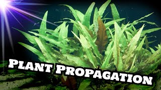 Cryptocoryne Wendtii Green Plant Propagation [upl. by Aikenat]