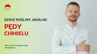 Pędy chmielu zbieranie ziół dziko rosnące rośliny jadalne [upl. by Aiepoissac]