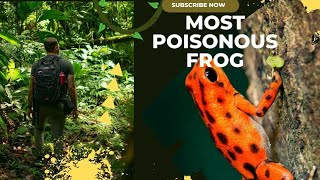 The Worlds Most Poisonous Frog The Golden Poison Dart Frog [upl. by Nevag]