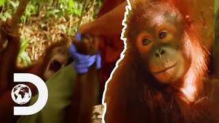 Cute Baby Orangutan Gets Hysterical When Separated From Favourite Nurse  Meet The Orangutans [upl. by Kristien]