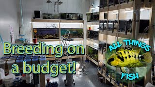 Budget Fish Room Tour  My Buddy Breeds Tons of Fish in a Small Space with Simple Setups [upl. by Rennoc]