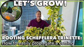 PROPAGATING A SCHEFFLERA How to root a schefflera trinette umbrella plant from a cutting [upl. by Ynnahc]