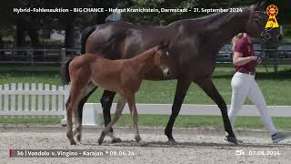 Lot 36 v Vingino  Karajan [upl. by Zehcnas]